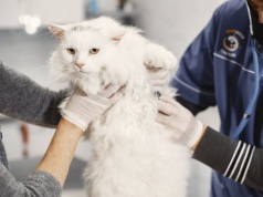 Operacja psa za 10 tysięcy złotych. Sprawdzamy, czy polscy weterynarze nie przesadzają z cenami