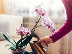 Już nie podlewam storczyków zwykłą wodą. Mieszam ją z tym, by rozkwitły