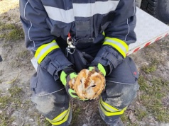 Strażacy uratowali sowę zaplątaną w sieć. Nietypowa akcja w Dominowie