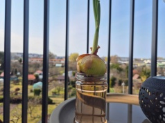 Nie potrzebujesz ogrodu, aby wyhodować szczypiorek. Wystarczy zastosować ten patent