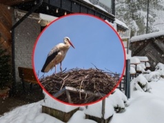 Zima zaskoczyła bociany na Podhalu. Czy ptaki przetrwają śnieg i mróz?