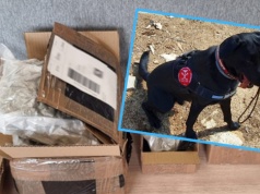 Hunter wywęszył narkotyki w przesyłkach kurierskich. Akcja opolskiej KAS