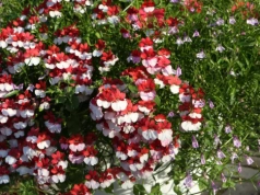 Zapomnij o pelargoniach. Te kwiaty będą hitem polskich balkonów