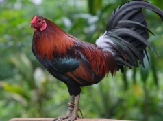 Myszołów zakażony wirusem ptasiej grypy. Ostrzeżenie dla kilku miejscowości w Gminie Chojnice