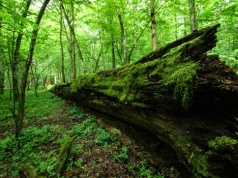 Zadłużony las. Europejska roślinność nie nadąża za tempem ocieplenia klimatu