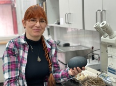 Ekspertka UPWr: Czy kury mogą być szczęśliwe i które jajka są najlepsze?