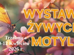W świecie egzotycznych motyli – wyjątkowa wystawa w Trzebnicy!