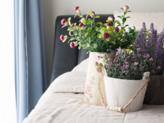 Tych kwiatów nie trzymaj w sypialni. Mogą zakłócać odpoczynek