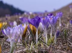 Krokusy przykryła biała pierzynka. Czy w tym roku jest jeszcze szansa na zdjęcia z kwietnymi łąkami?