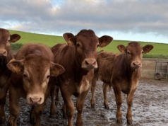 Masz zwierzęta? Jeśli tego nie zgłosisz, niczego nie sprzedasz. Rolnicy mają czas do 18 czerwca