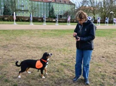 Psy ratują chorych na cukrzycę – wyczuwają hipoglikemię. W Szczecinie szkolą niezwykłe „DiabDogi”