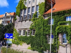 Bluszcz na II LO musi zostać mocno przycięty