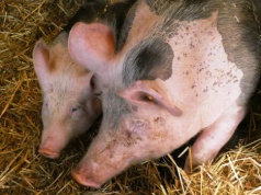 Pomoc dla hodowców świń. Jest plan, ale bez przełomu