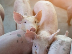 Dania: Ceny warchlaków niezmienne od połowy marca