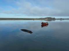 Humbak utknął w Bałtyku. Akcja ratunkowa nie przynosi skutków, Niemcy bezradni