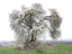 Śliwa na Kopcu Krakusa znów przyciąga uwagę. Zaczęło się kwitnienie