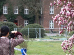 Na Wawelu znów robi się różowo. Magnolia zaczyna kwitnąć