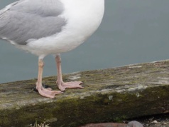 Ptaki bez tajemnic. 15 pytań, które mogą Cię zaskoczyć