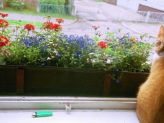 Moja babcia zawsze stawiała coś na parapecie. Dziś wiem, dlaczego pająki omijały dom