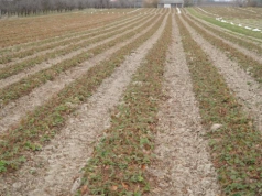 Truskawki pójdą pod pług? Kondycja plantacji jest zróżnicowana - jak można pomóc?