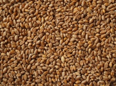 Giełda gra przeciw rolnikom. Zboże tanieje wbrew faktom