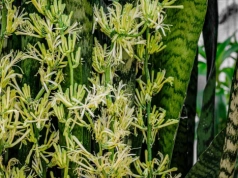 Sansewieria pachnąca wanilią. Nie podlewaj, nie dodawaj nawozu, a może doczekasz się cudu