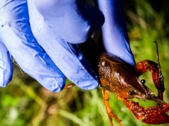 Znaleźli sposób na inwazyjnego skorupiaka. Jeszcze na nim zarobią