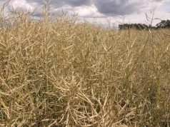 Wzrasta eksport oleju rzepakowego z Ukrainy, ile wjechało do Polski? Jakie ceny rzepaku przed Wielkanocą?