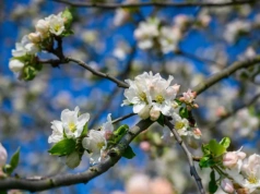 Ten pas na pniu robi całą robotę. Mszyce przestają być problemem