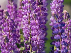 To ostatni moment na wysiew łubinu. Jeśli go przegapisz, nie zakwitnie