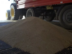 Wzrasta eksport pszenicy z Rosji i Ukrainy, rosną także koszty. Co z cenami zbóż w kraju?