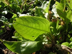 Zostawiłam go na sezon. To, co „powiedział” o ziemi, zmieniło cały ogród