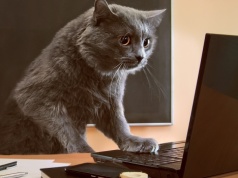 Ulga na kota to tylko początek. Pomysły Polaków zaskakują fiskusa