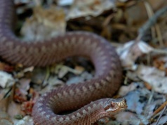 Polskie żmije może zabijać ludzki strach. Wciąż boimy się węży
