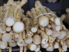 Jak uprawiać chrzan? Sprawdź, ile można na nim zarobić