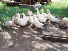 Nowe ogniska ptasiej grypy 2026. Tysiące sztuk do likwidacji