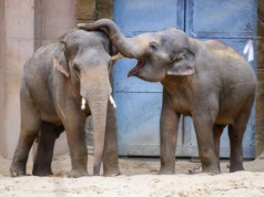 Dwa słonie opuszczają łódzkie ZOO. Co się z nimi stanie?