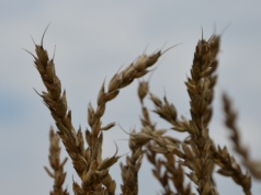 „Centrum zbożowo-energetycznego” w Egipcie. To pomysł Putina, który zakazał eksportu benzyny, saletry i siarki