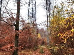 Tymczasowy zakaz wstępu do lasu