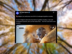 Przełom! W Belgii na świat przyszła małpka złota