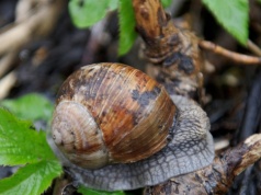 "Populacja jest osłabiona". Co ze zbiorem winniczków na Warmii i Mazurach?