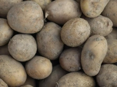 "Trzecia wojna ziemniaczana". Problemy na rynku ziemniaków