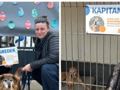 Tabliczki od LM.pl dla psich seniorów. Kapitan i Zgredek czekają na dom