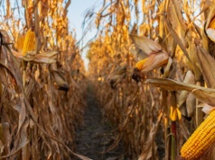 USA: mniej kukurydzy, więcej soi w 2026. Dane USDA o zasiewach i zapasach