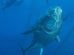 Wędkarz wciągnął rybę na pokład łodzi i zaniemówił. „Co za gigantyczny tuńczyk!”
