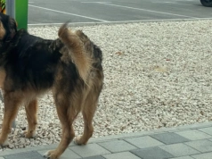 Gmina Trzebnica wyda ponad 110 tysięcy złotych na bezdomne zwierzęta. Psy trafiają pod Poznań