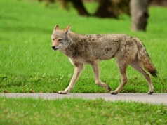 Horror w Kalifornii: Kojot próbował porwać 4-letnie dziecko