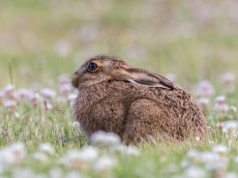 Mały zając to nie zabawka. Nie zabieraj zwierząt z lasu!