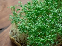 Nie tylko na Wielkanoc. Rzeżucha wspiera organizm, ale trzeba znać jej limit