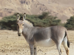 To nie był do końca żart. Rzeczywiście pojawił się nietypowy osioł